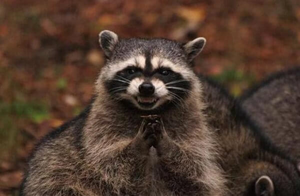 Evil Plotting Raccoon Meme