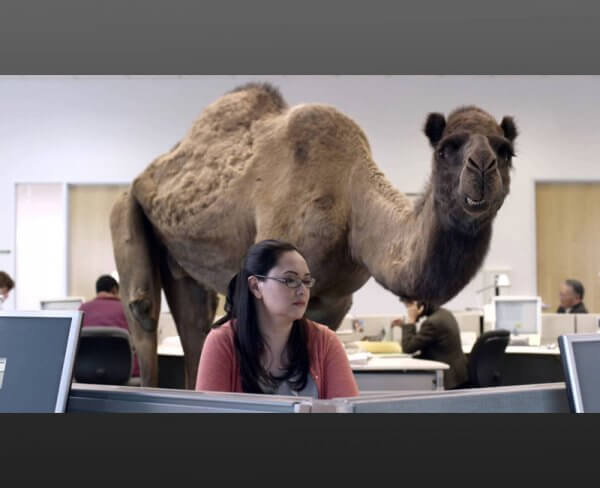 Hump Day Camel