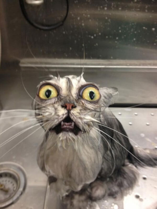 Cat bath Meme