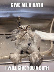 Cat Bath Returns Meme