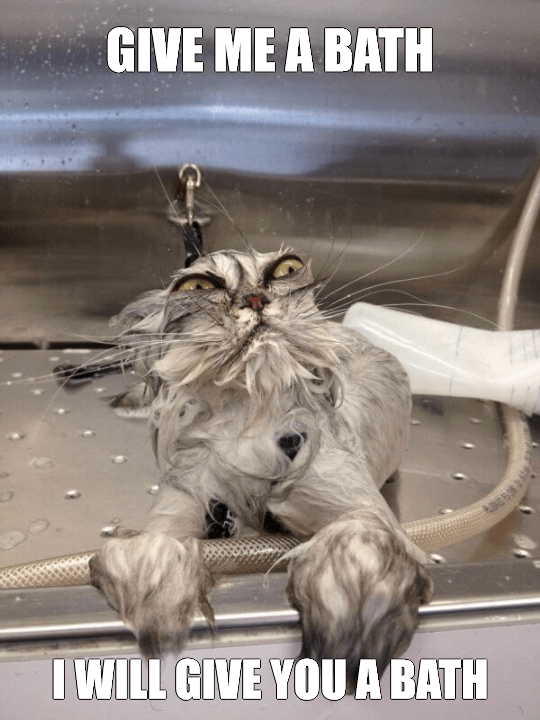 Cat Bath Returns Meme