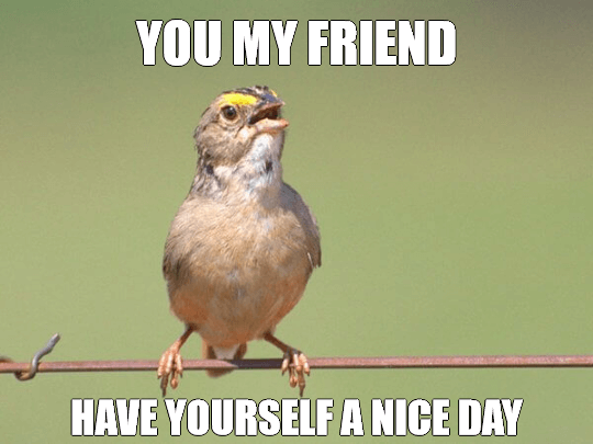 Common Opinion Sparrow Meme