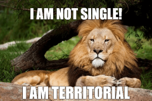 Contemplative Lion Meme